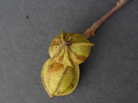 {Carya aquatica}